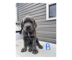 AKC Registered Cane Corso Puppies for Sale - 12