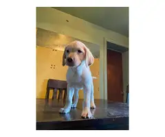 Yellow Lab puppy for adoption