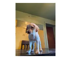 Yellow Lab puppy for adoption - 2