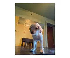 Yellow Lab puppy for adoption - 3