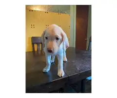 Yellow Lab puppy for adoption - 4