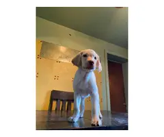 Yellow Lab puppy for adoption - 5