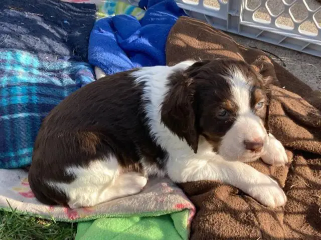 English Springer Spaniel Puppies for Sale - 1/2