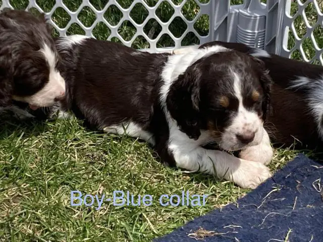 English Springer Spaniel Puppies for Sale - 2/2