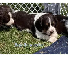 English Springer Spaniel Puppies for Sale - 2