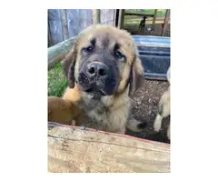 2 male Tibetan Mastiff puppies for sale - 5