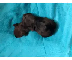 4 dachshund puppies from two different litters - 2