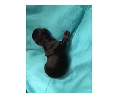 4 dachshund puppies from two different litters - 3