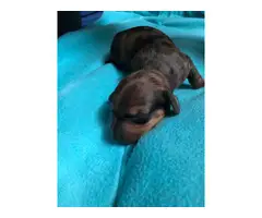 4 dachshund puppies from two different litters - 4