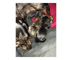 4 dachshund puppies from two different litters - 7