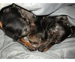 4 dachshund puppies from two different litters - 8