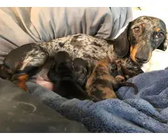 4 dachshund puppies from two different litters - 9