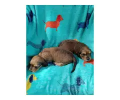 Longhaired miniature dachshund pups - 3