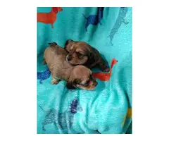 Longhaired miniature dachshund pups - 4