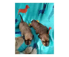Longhaired miniature dachshund pups - 5