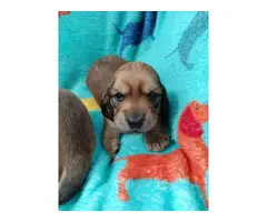 Longhaired miniature dachshund pups - 6