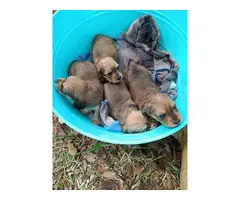 Longhaired miniature dachshund pups - 8