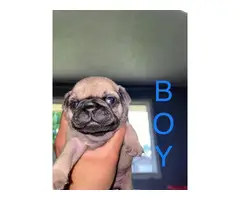 Baby Pug - 2