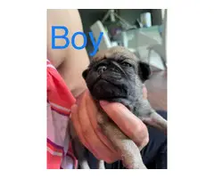 Baby Pug - 3