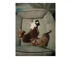 4 beautiful Pomchi puppies