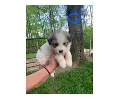 Quality Great Pyrenees puppies for sale - 3