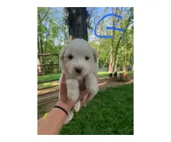 Quality Great Pyrenees puppies for sale - 4