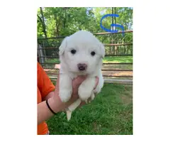Quality Great Pyrenees puppies for sale - 7