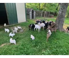 Quality Great Pyrenees puppies for sale - 8