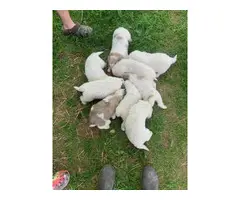 Quality Great Pyrenees puppies for sale - 9