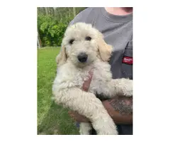 Goldendoodle puppies in search of a new home