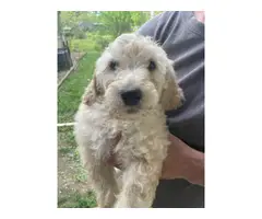 Goldendoodle puppies in search of a new home - 2