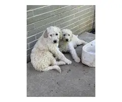 Goldendoodle puppies in search of a new home - 3