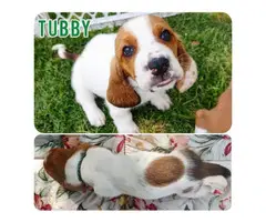 5 Basset hounds puppies looking for homes