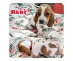 5 Basset hounds puppies looking for homes - 2