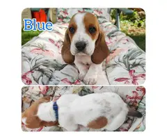 5 Basset hounds puppies looking for homes - 3