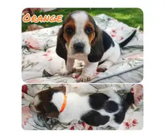 5 Basset hounds puppies looking for homes - 4