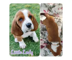 5 Basset hounds puppies looking for homes - 5