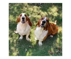 5 Basset hounds puppies looking for homes - 6