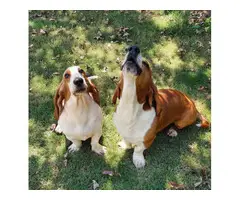5 Basset hounds puppies looking for homes - 7
