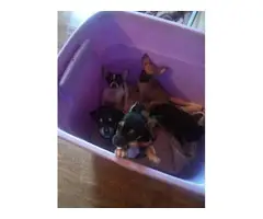 2 female and 3 male Chihuahua puppies ready for new homes