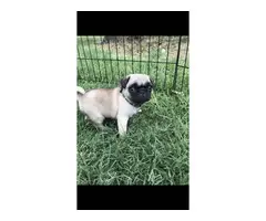 6 Male AKC Registered Pug Puppies