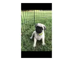 6 Male AKC Registered Pug Puppies - 2