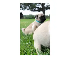 6 Male AKC Registered Pug Puppies - 3
