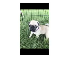 6 Male AKC Registered Pug Puppies - 4