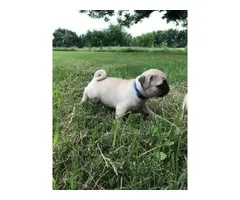6 Male AKC Registered Pug Puppies - 5