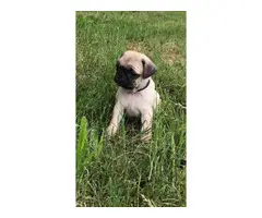 6 Male AKC Registered Pug Puppies - 6