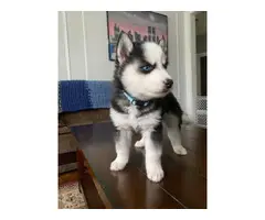 Purebred Husky puppies for sale