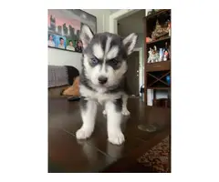 Purebred Husky puppies for sale - 2