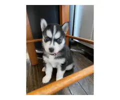 Purebred Husky puppies for sale - 3
