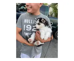 Purebred Husky puppies for sale - 4